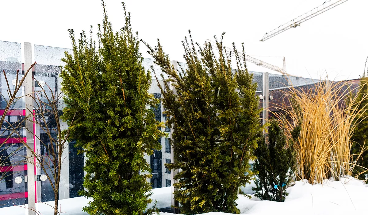 Стан будівництва житлового району Manhattan UP на 29.01.2026